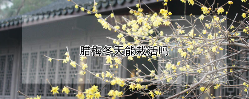 腊梅冬天能栽活吗（腊梅冬天能栽活吗）