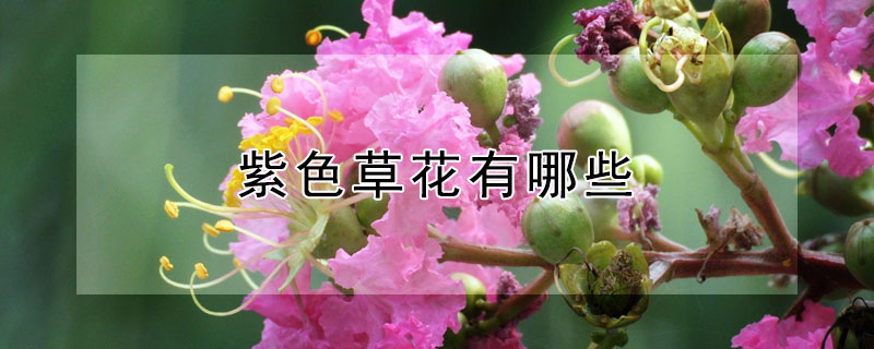 紫色草花有哪些 紫色草花有哪些颜色