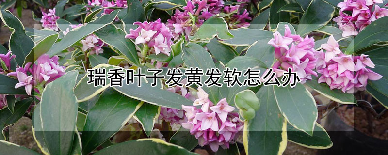 瑞香叶子发黄发软怎么办 瑞香叶子变黄变软