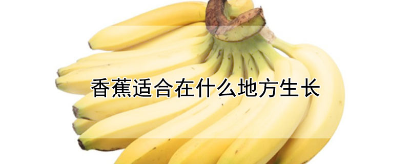 香蕉适合在什么地方生长（香蕉适合在什么地方生长呢）