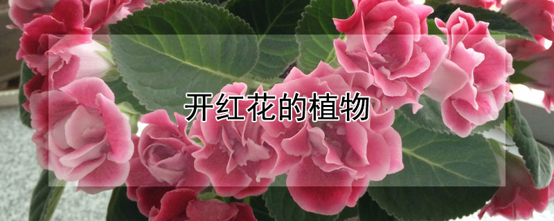 开红花的植物（冬天开红花的植物）