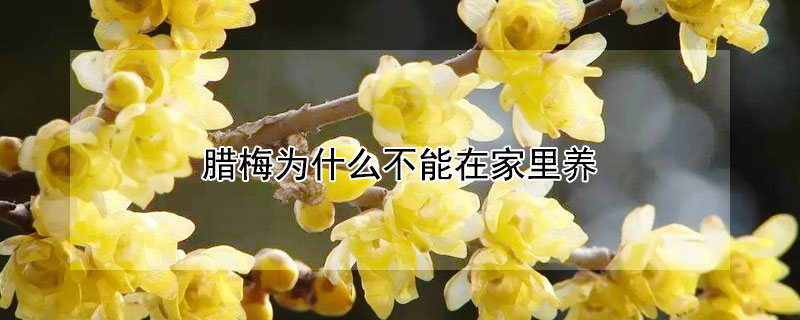 腊梅为什么不能在家里养 腊梅为什么不能在家里养腊梅枝子能用纯净水养吗