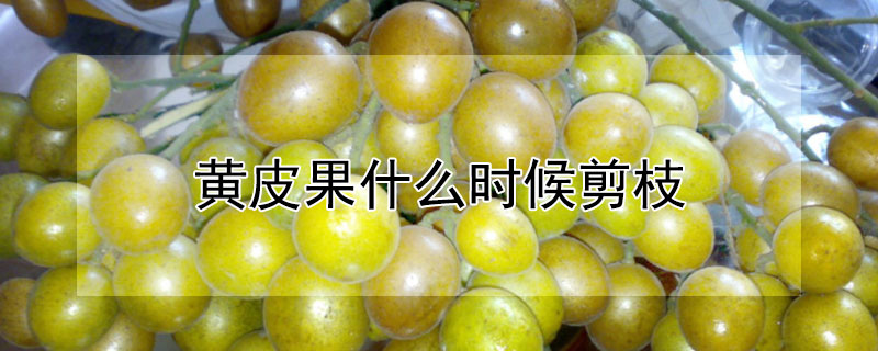黄皮果什么时候剪枝（黄皮果剪枝什么时候最合适）