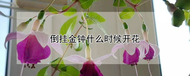 倒挂金钟什么时候开花（倒挂金钟什么时候开花时间是几点）