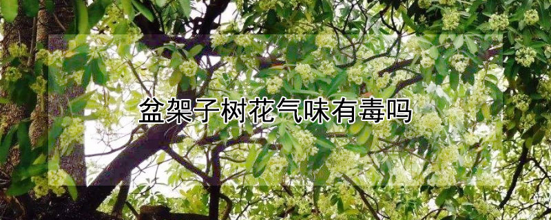 盆架子树花气味有毒吗（盆架子树花气味功效）