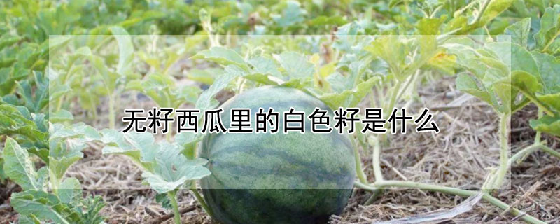 无籽西瓜里的白色籽是什么（无籽西瓜里的白色籽是什么东西）
