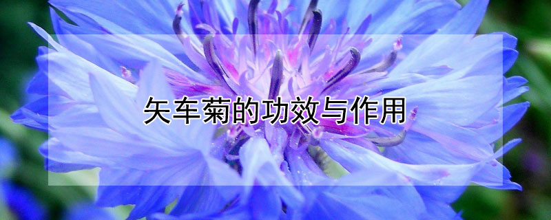 矢车菊的功效与作用 矢车菊的功效与作用有哪些