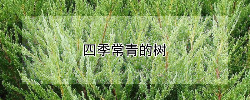 四季常青的树（一年四季常青的树）