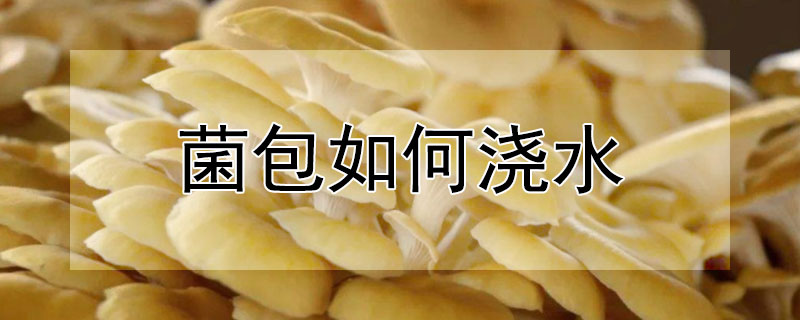 菌包如何浇水（菌包如何浇水施肥）
