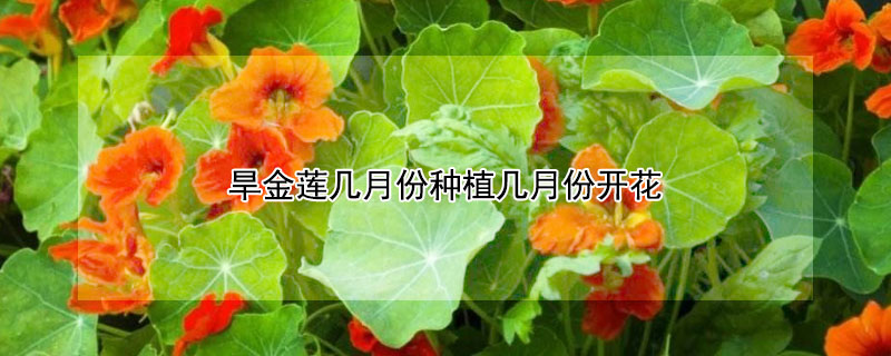 旱金莲几月份种植几月份开花 金旱莲花什么季节开花