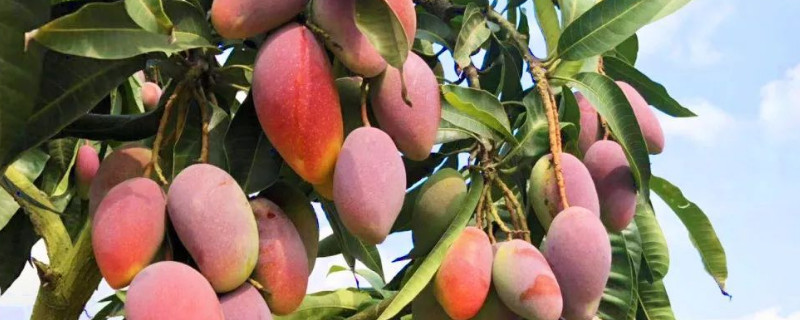 芒果水培方法（水培的芒果需要几步）