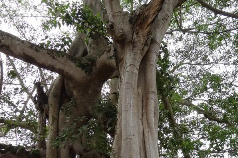 户外榕树怎样过冬