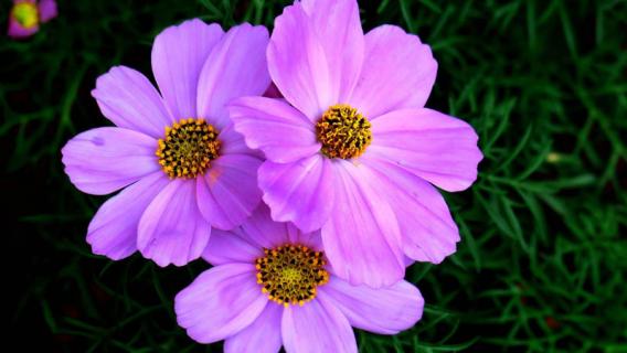 格桑花是什么花 格桑花是什么花语