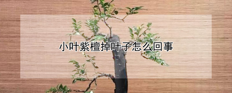 小叶紫檀掉叶子怎么回事 小叶紫檀掉叶子怎么办