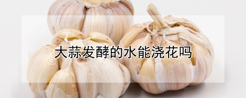 大蒜发酵的水能浇花吗（大蒜发酵的水能浇花吗）
