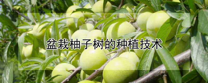 盆栽柚子树的种植技术（盆栽柚子树的种植技术视频）