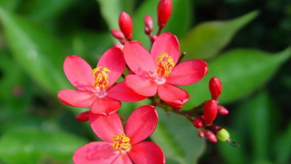 花期最长的花（10种花期最长的花）