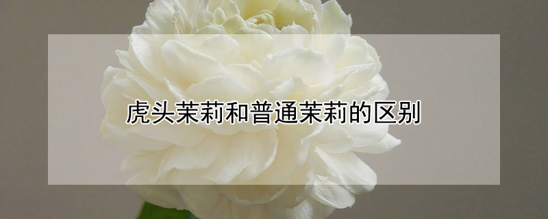 虎头茉莉和普通茉莉的区别（虎头茉莉和普通茉莉的区别在哪里）