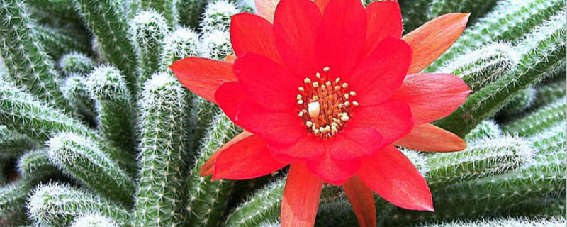 亮红仙人指怎么修剪（亮红仙人指怎么不开花）