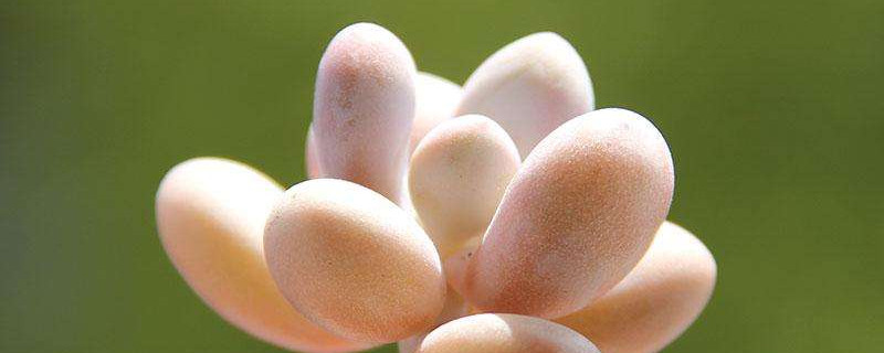 桃蛋和桃美人的区别（桃蛋和桃美人一样吗）