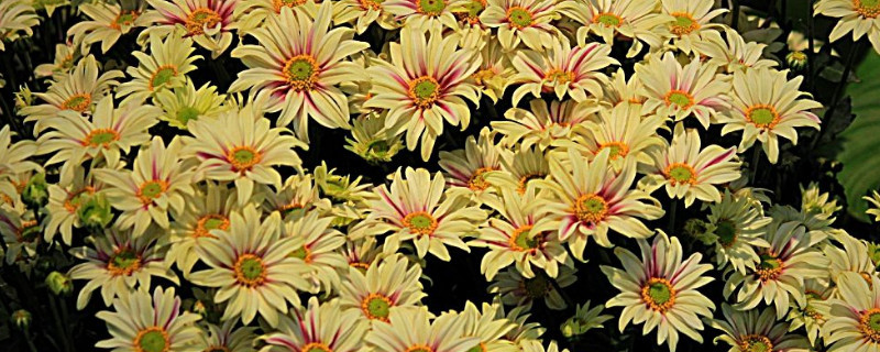 多头菊叶子蔫了怎么办（千头菊的叶子发蔫了怎么办）