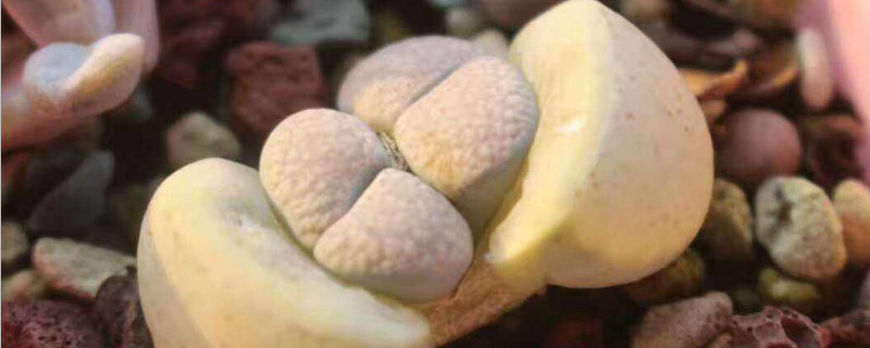 屁股花长高了怎么办（屁股花会长高吗）