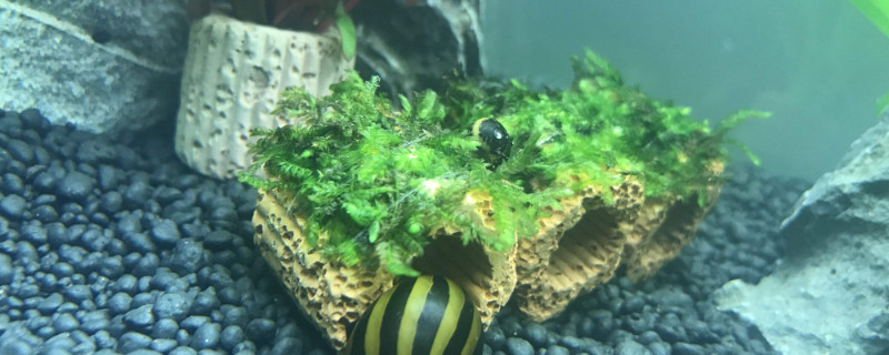 绿菊水草没根能活吗（绿菊水草没根能活吗图片）