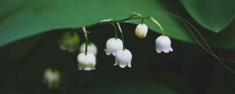 铃兰的寓意和象征 铃兰的寓意是什么