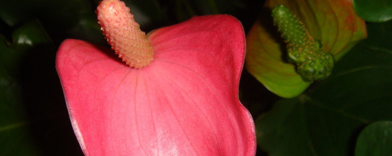 粉掌如何催花（粉掌如何催花生芽）