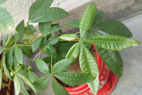 五片叶子的植物