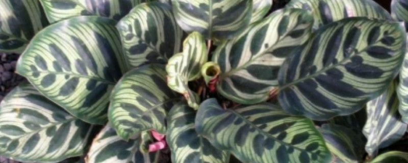 孔雀竹芋叶子向下耷拉 孔雀竹芋叶子向下耷拉怎么回事