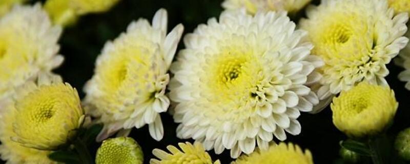 春天菊花怎么摘心 菊花不摘心能开花吗