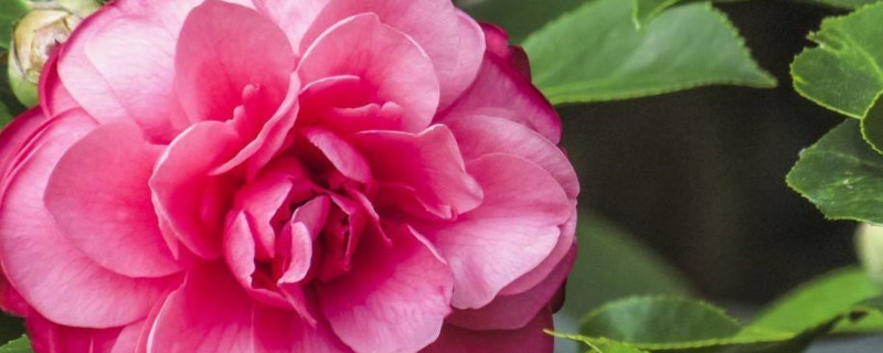 茶花开花掉叶怎么办 茶花开花期间掉叶子怎么回事