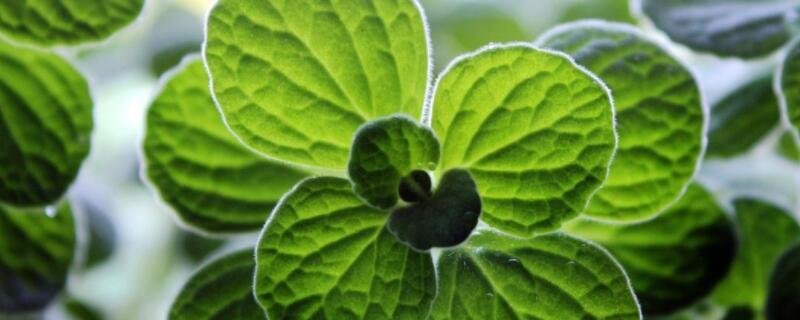 一抹香可以放卧室吗（一抹香可以放卧室吗有毒吗）