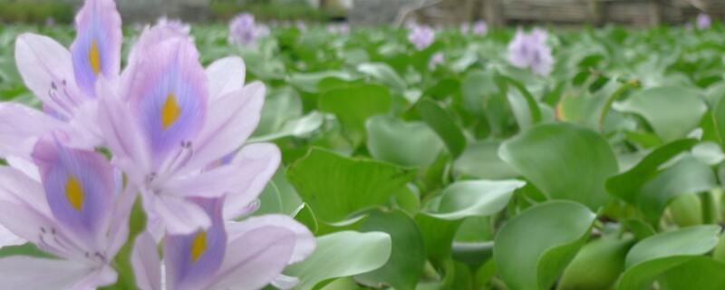水葫芦叶子发黄怎么救（水葫芦叶子发黄怎么救活）