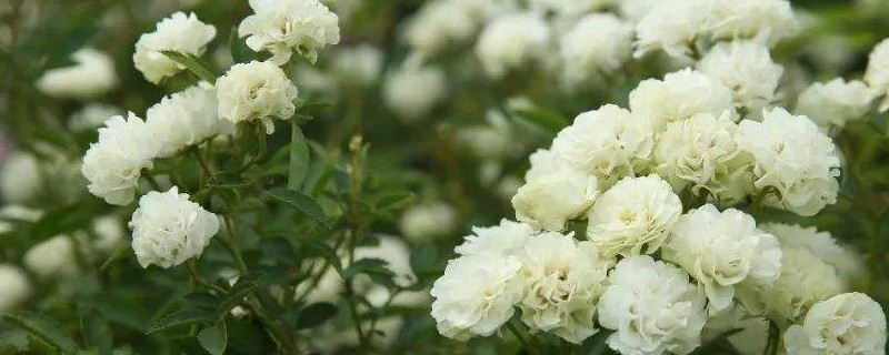 微型月季怎么养家庭养法（适合家里养的微型月季品种）