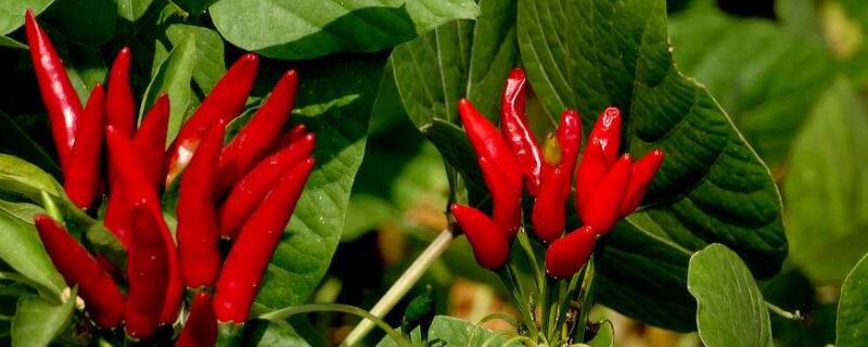朝天椒和小米椒区别（朝天椒和小米椒区别叶子图片）