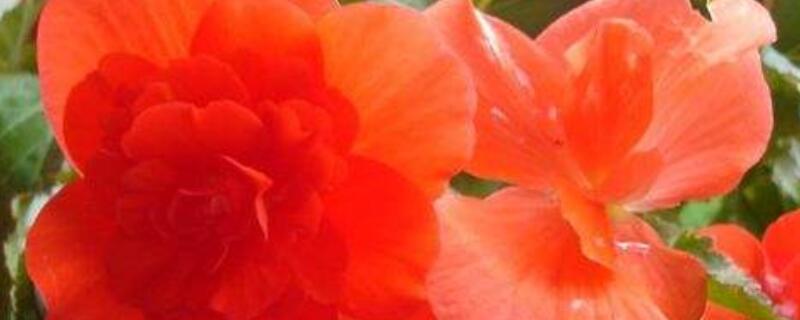 夫妻海棠花怎么扦插 夫妻海棠花扦插图片