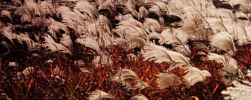 荻花是什么花 荻花是什么花人是一根能思想的苇草