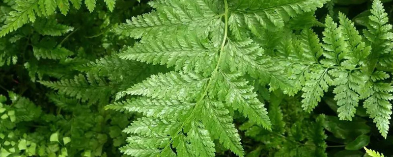 狼尾蕨的叶子有黄点（狼尾蕨的叶子有黄点是什么）