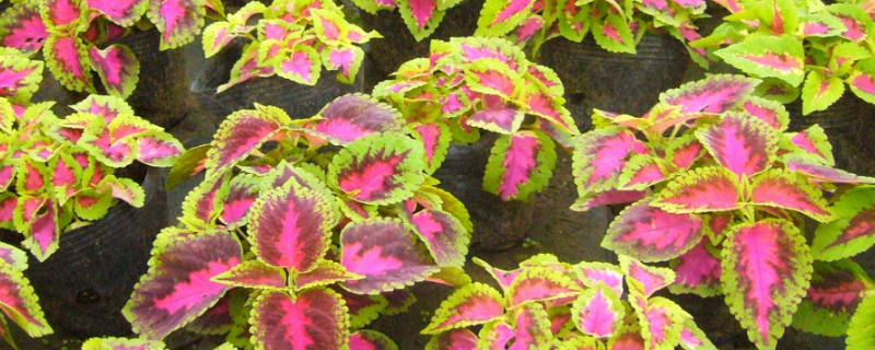 五彩苏的扦插方法（五彩苏插枝能活吗）