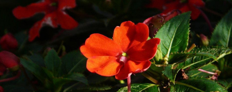 非洲凤仙如何爆盆（非洲凤仙如何爆盆）