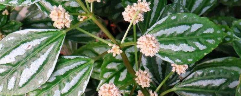 冰水花和冷水花的区别 冰水花和冷水花的区别在哪