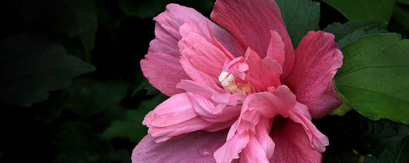 朱瑾牡丹花的修剪方法 牡丹花后修剪