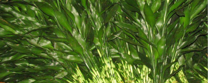 莲花竹怎么修剪 莲花竹怎么修剪才好看