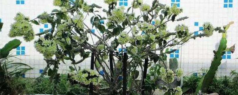 叶仙几年开花（叶仙几年开花结果）