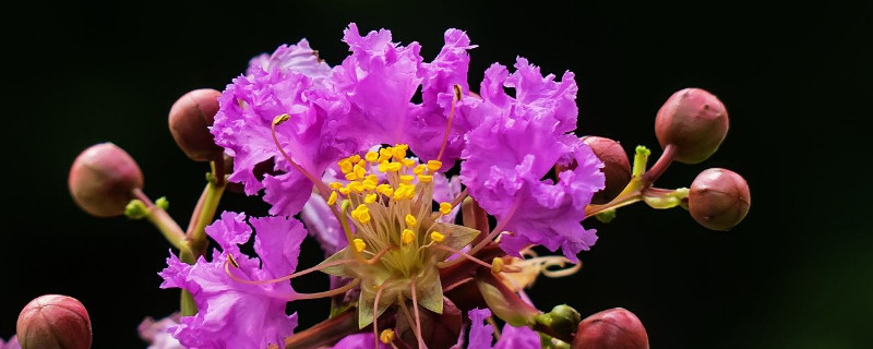 百日红的功效与作用 千日红泡水喝的功效与禁忌