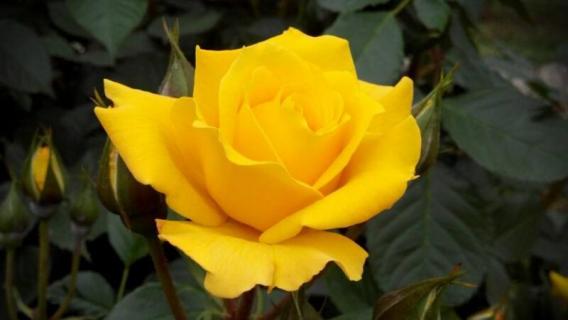 道歉送什么花（道歉送什么花给男朋友）