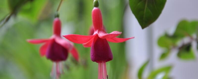 吊钟海棠黄叶怎么回事 吊钟海棠掉叶子是怎么回事