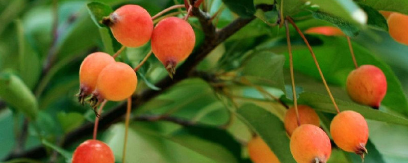 冬红果夏季如何摘心 冬天小红果